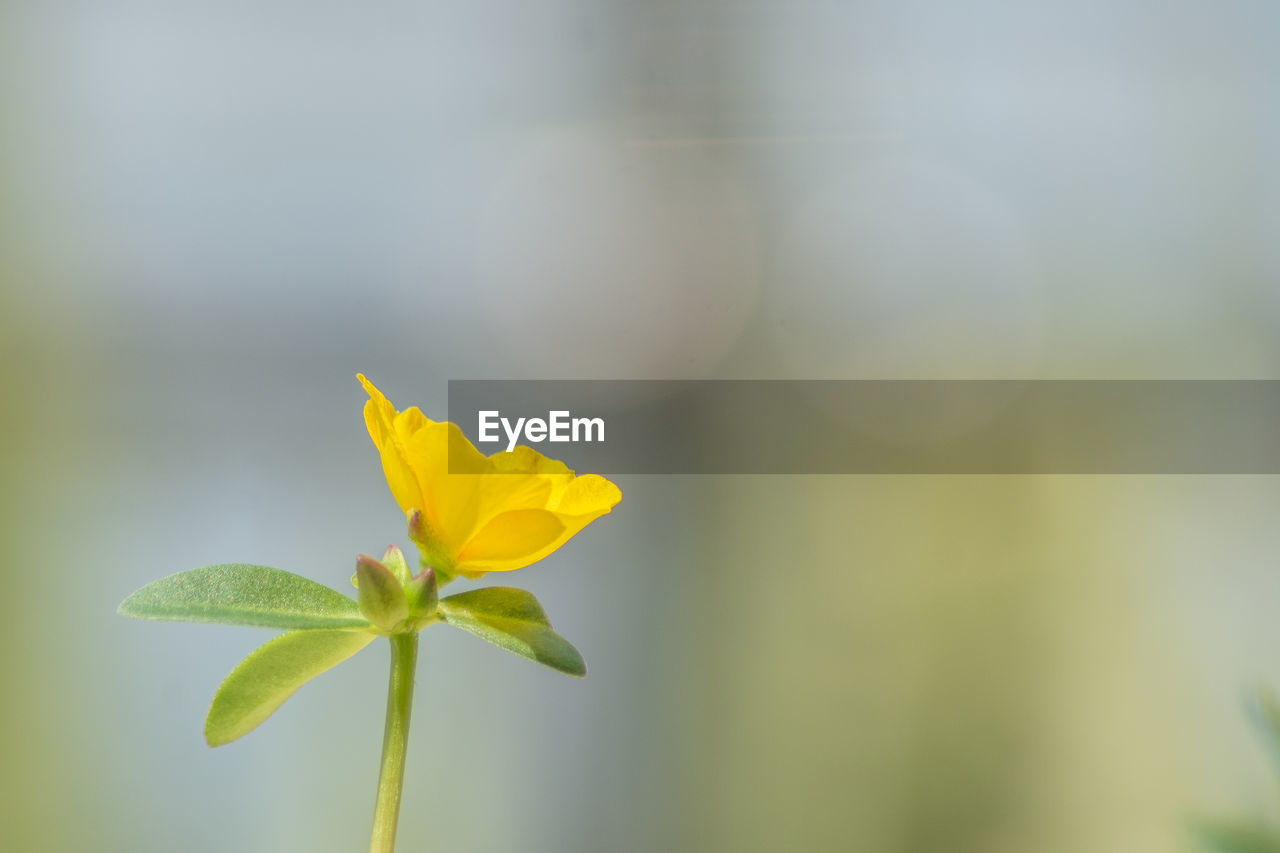 Close-up of yellow flowering plant