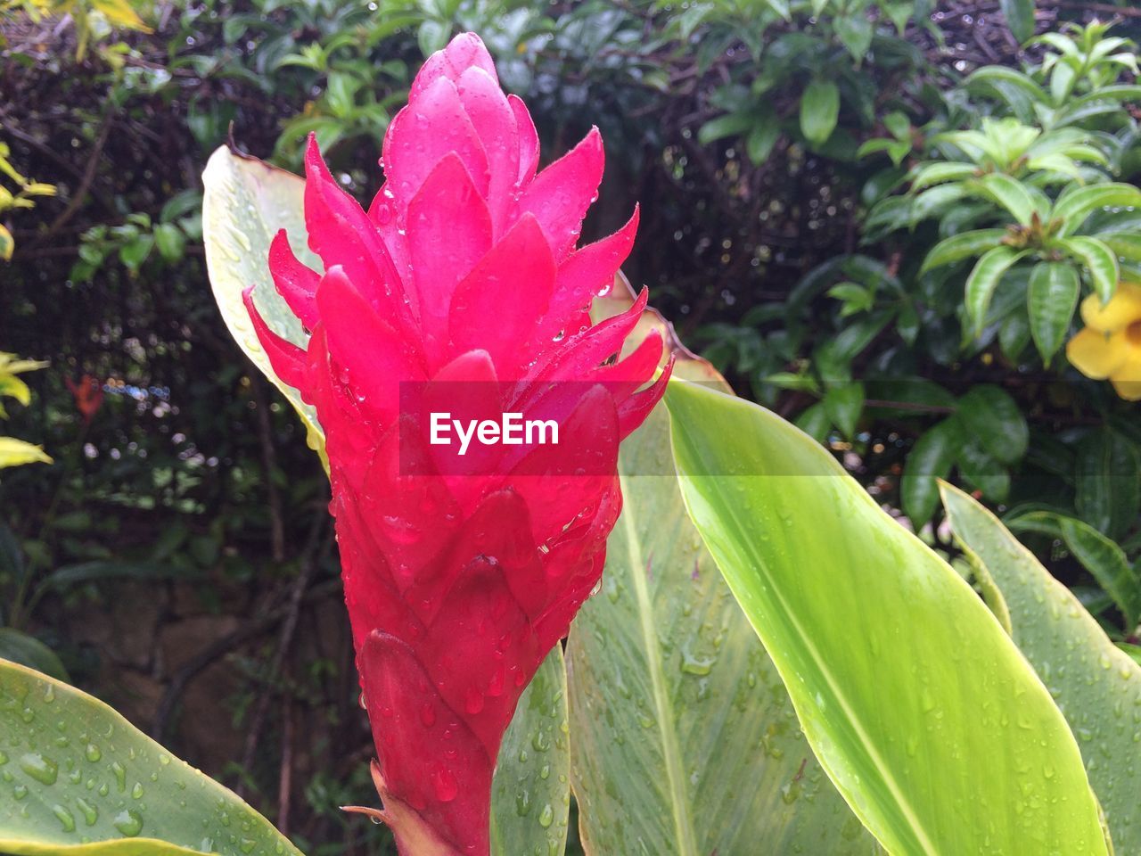 Close-up of wet pink flower