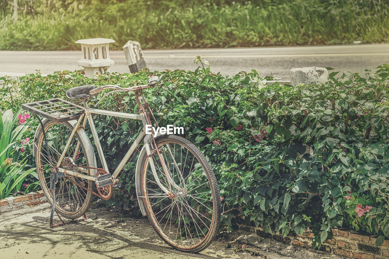Bicycle by plants