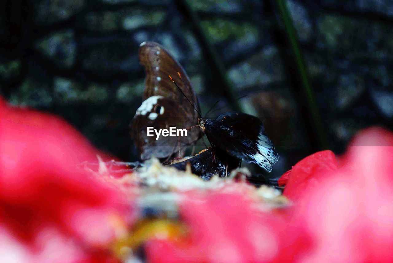 CLOSE-UP OF INSECT ON FLOWER