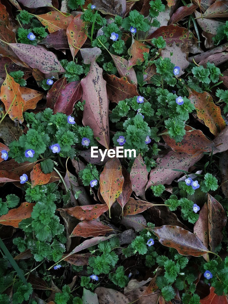 FULL FRAME SHOT OF PLANT