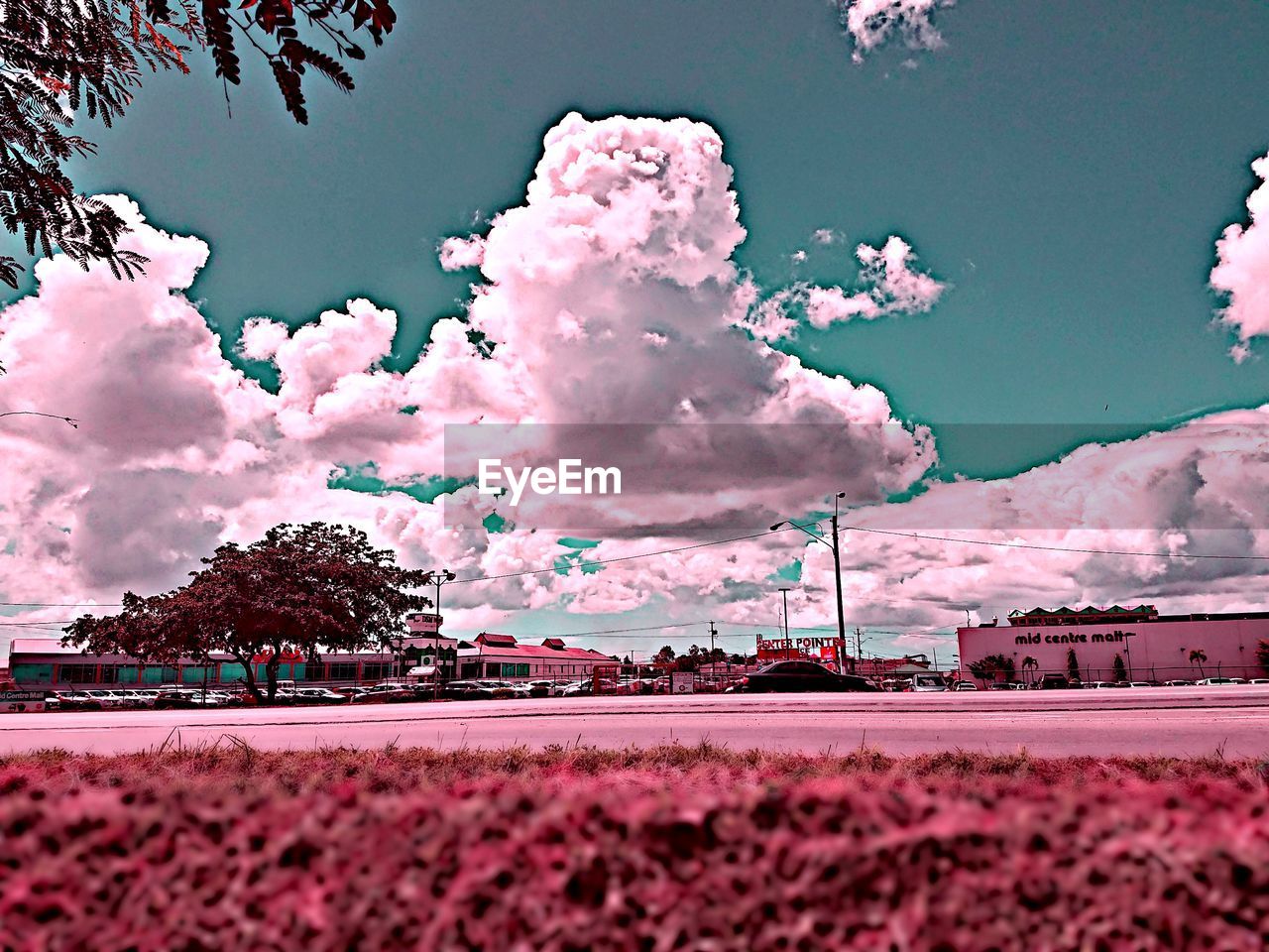 SCENIC VIEW OF TREE AGAINST SKY