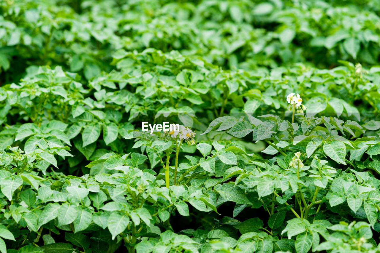 FULL FRAME SHOT OF FLOWERING PLANT