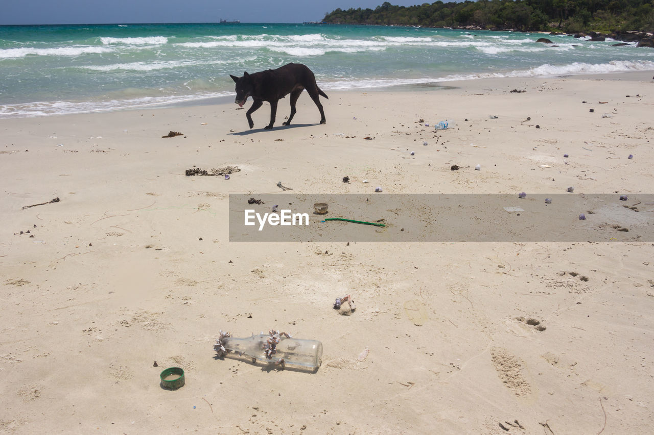 DOGS ON BEACH