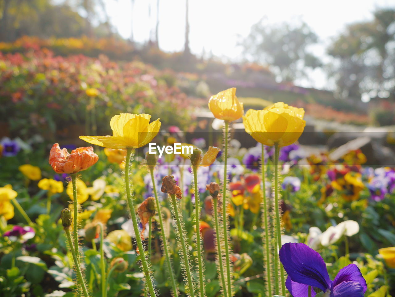 Close-up of yellow flowering plant on field