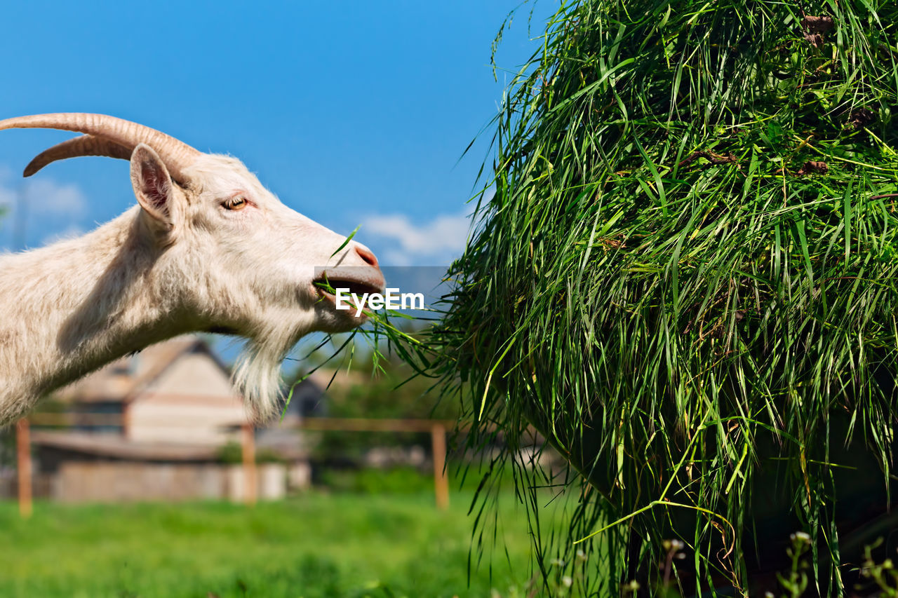 Goat feeding grass on field against blue sky