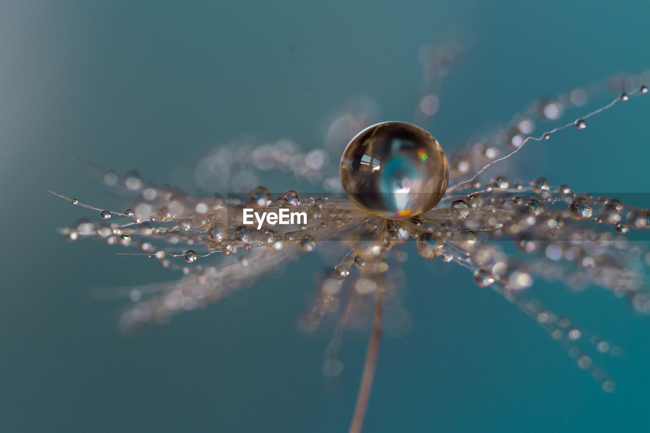 Water drops on a dandelion seed