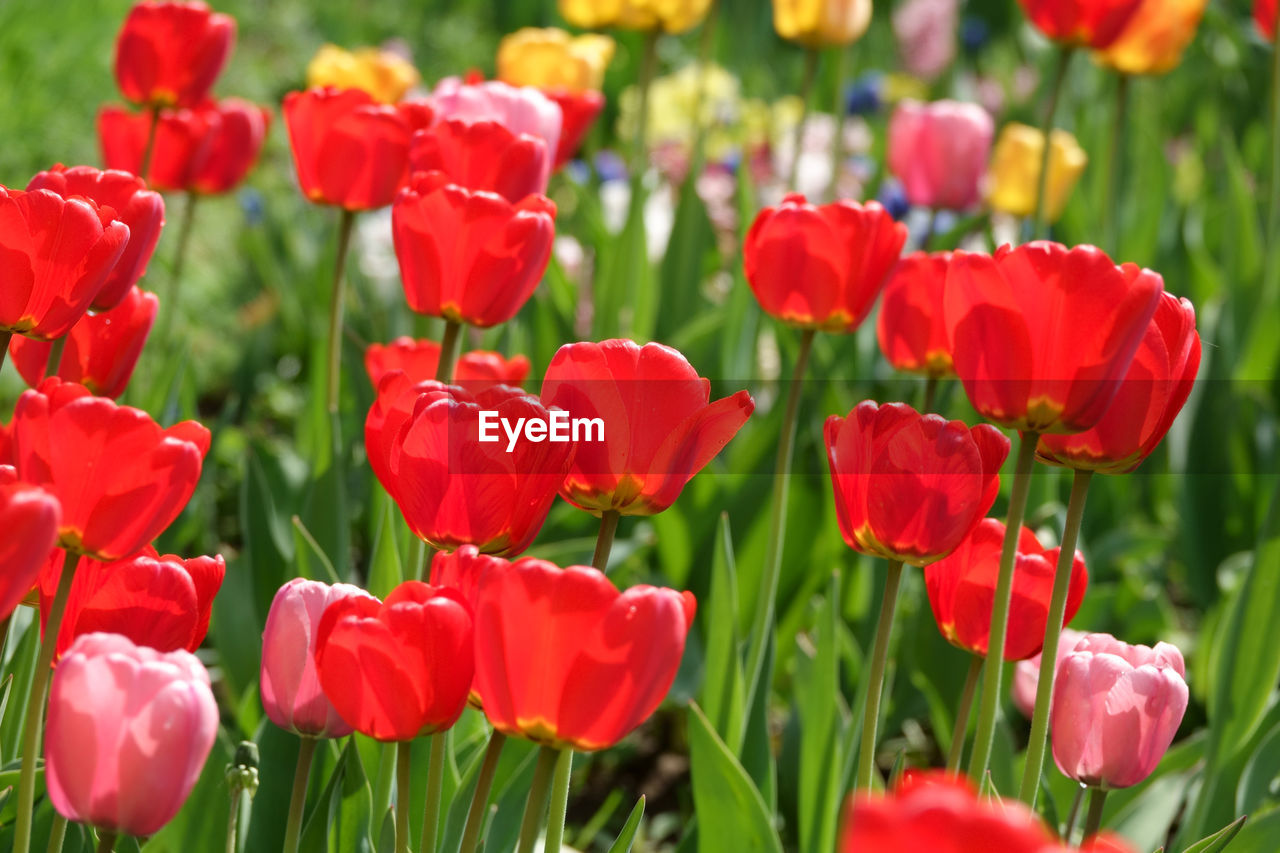 CLOSE-UP OF RED POPPY FLOWERS