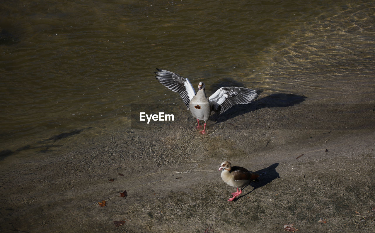 HIGH ANGLE VIEW OF SEAGULLS AT LAKE