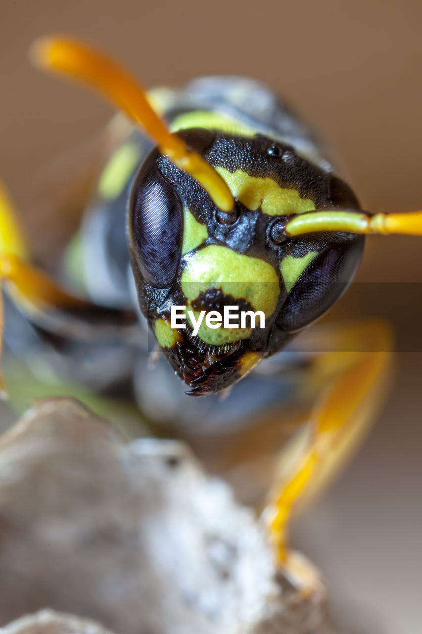 Female paper wasp building her nest