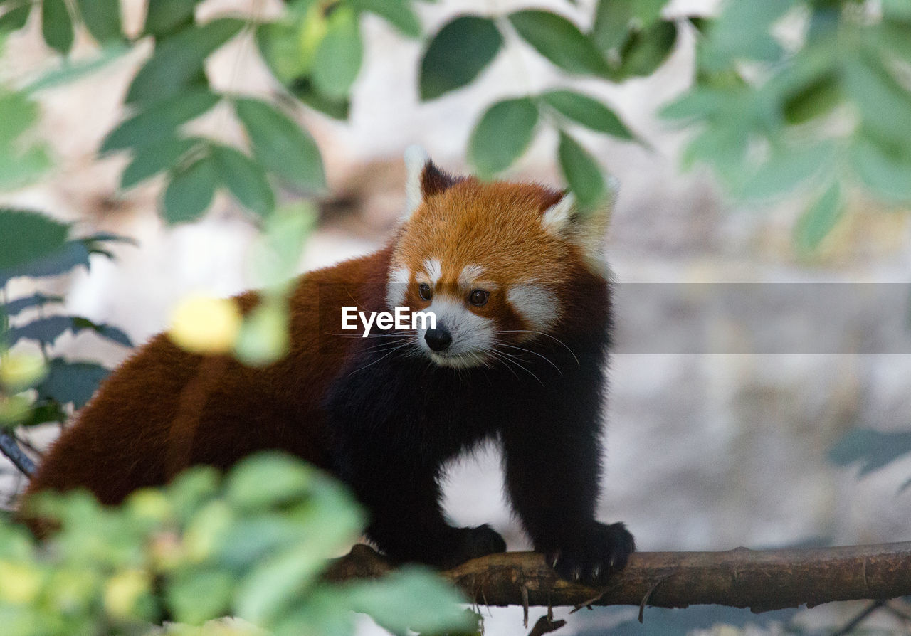 Close-up of red panda on branch