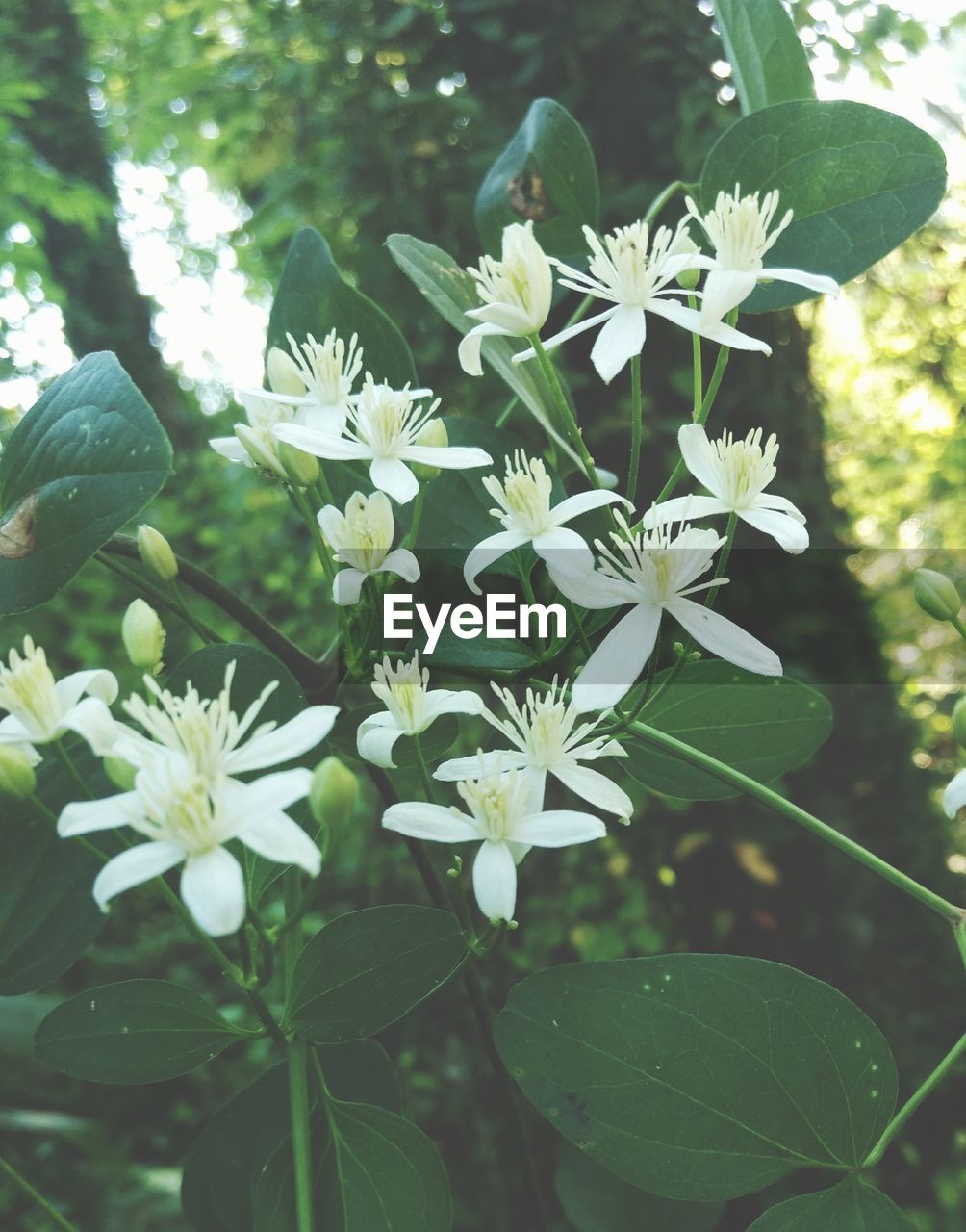 CLOSE-UP OF WHITE FLOWERS BLOOMING ON PLANT