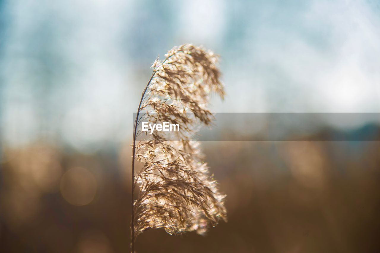 Close-up of dried plant