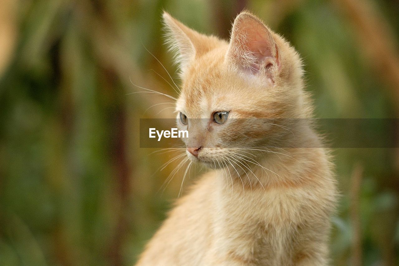 Close-up of cat looking away
