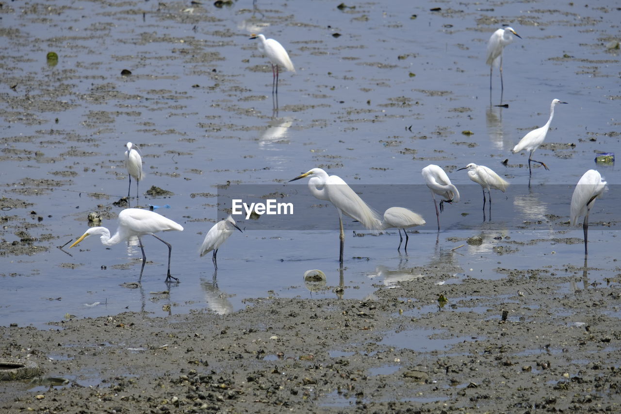 SEAGULLS ON BEACH