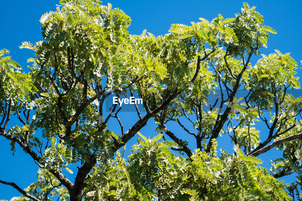 Low angle view of fresh green tree against clear sky