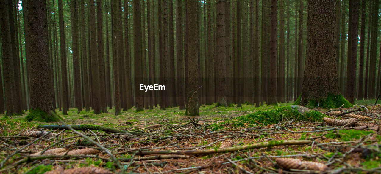 Trees growing in forest