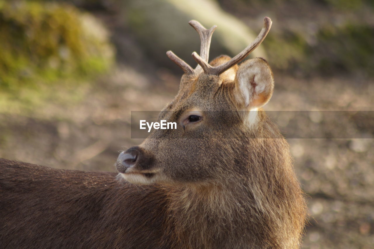 CLOSE-UP OF DEER ON THE FIELD