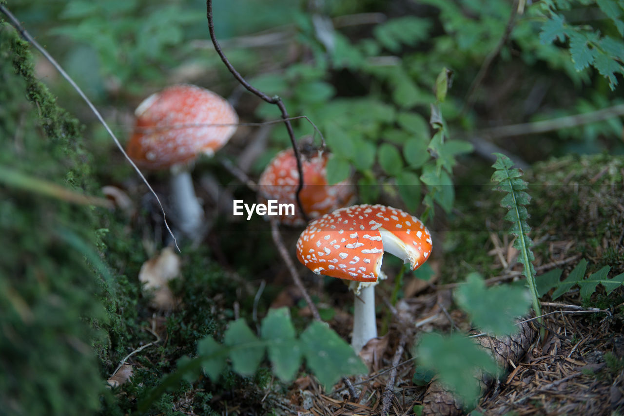 Close-up of fly agaric mushroom growing on field