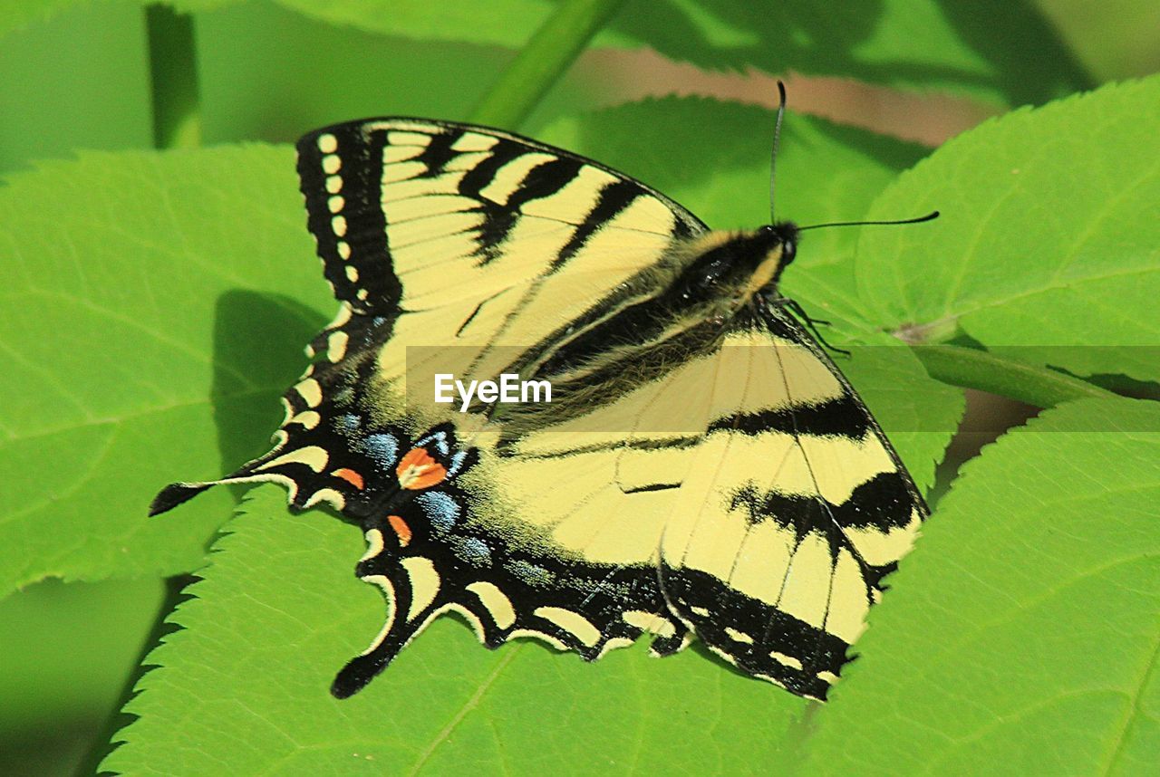 Close-up of butterfly on leaf