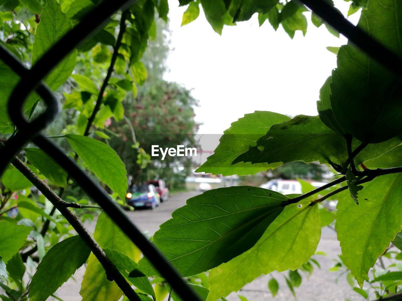 CLOSE-UP OF FRESH GREEN PLANT WITH WATER