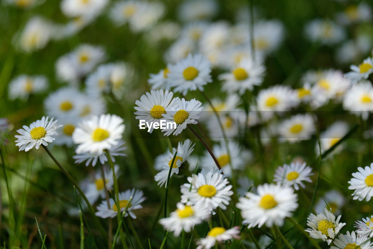 Close-up of white daisy flowers on field