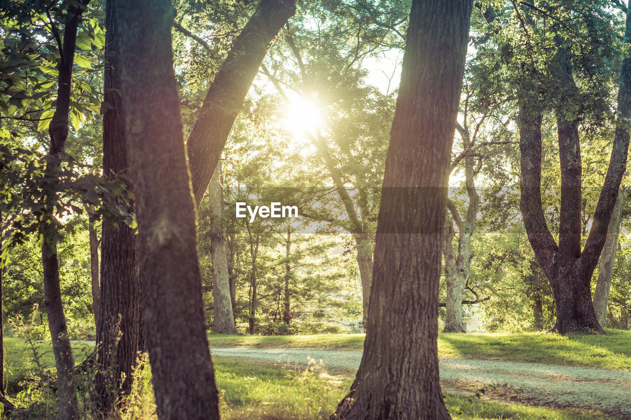 Trees in forest on sunny day