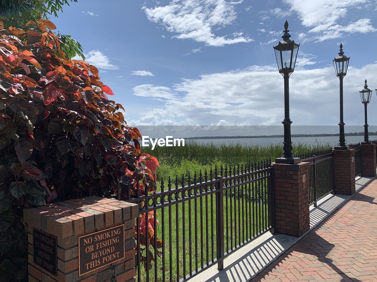 PLANTS GROWING BY RAILING