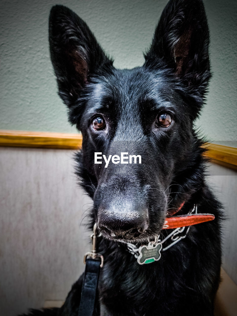 CLOSE-UP PORTRAIT OF DOG