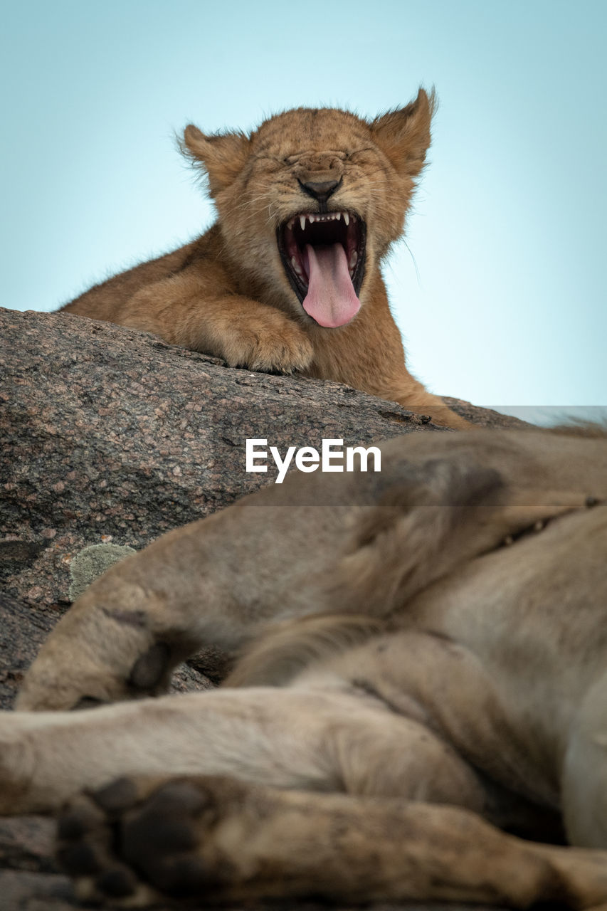 Lion cub yawns on rock by father