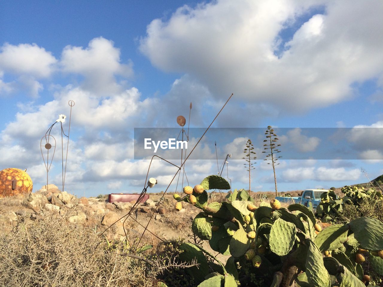 PLANTS GROWING ON LAND AGAINST SKY