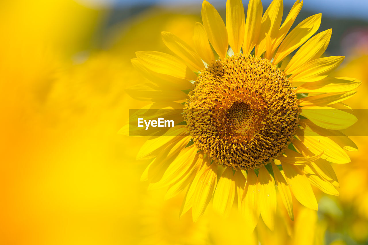 Close-up of sunflower