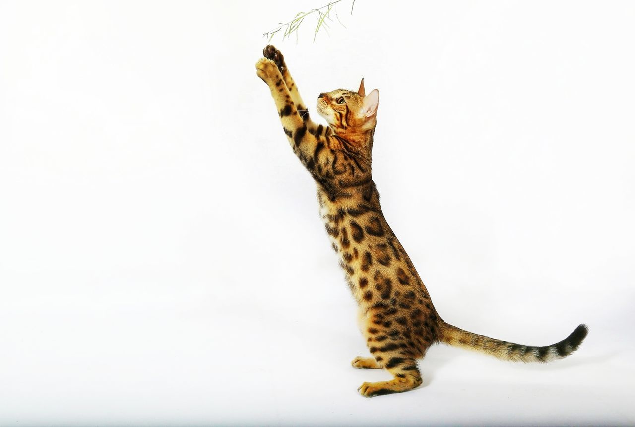 Side view of big cat rearing up against white background