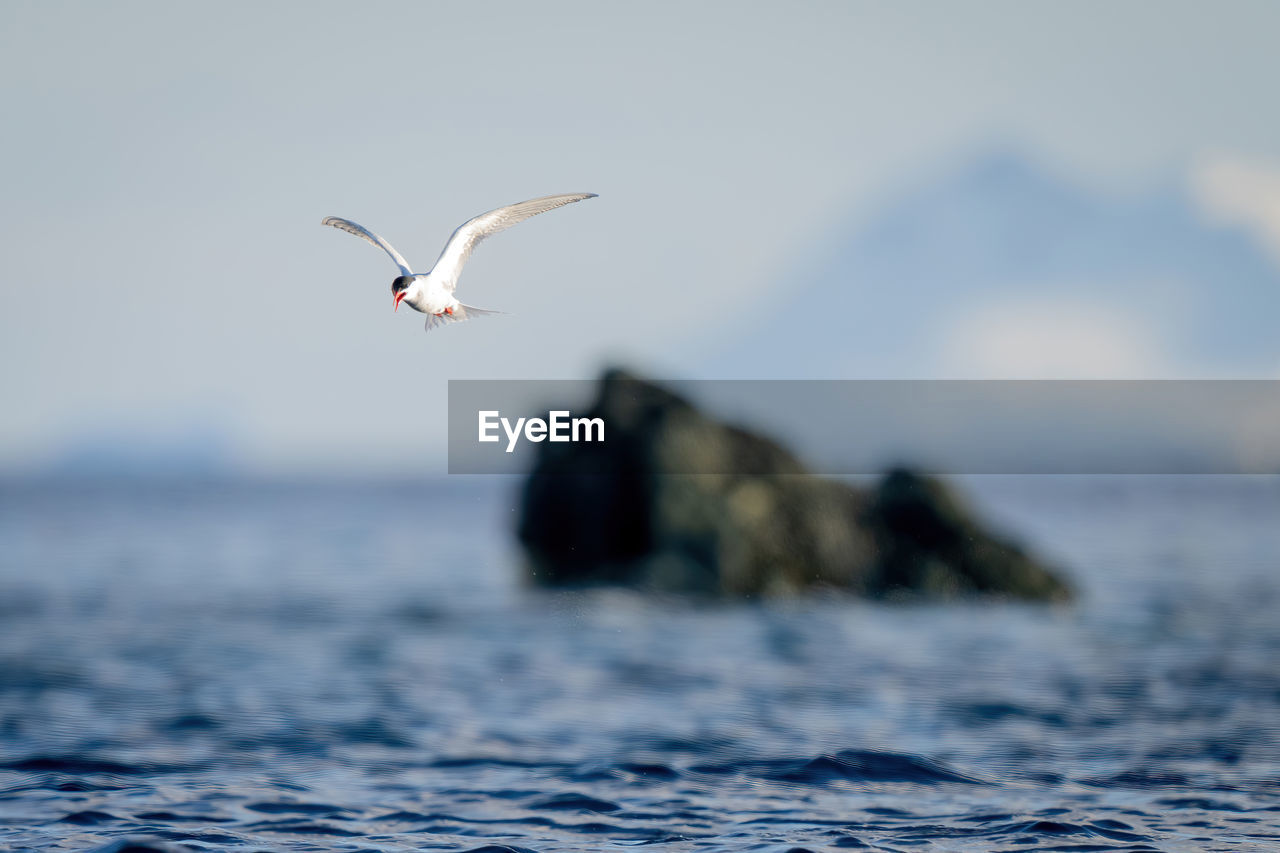 Antarctic tern flies past rocks opening beak