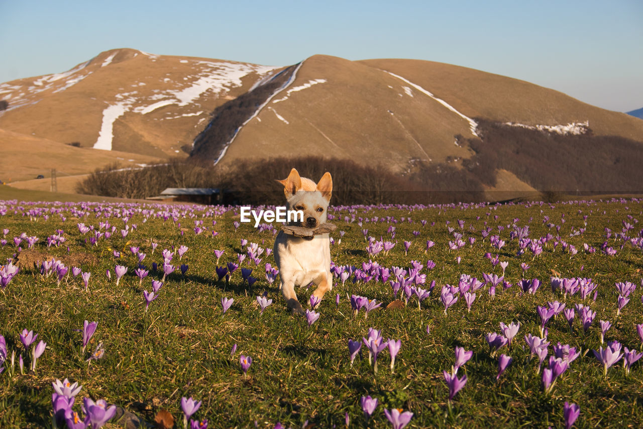 Little white dog running on the crocus flowers with his stick