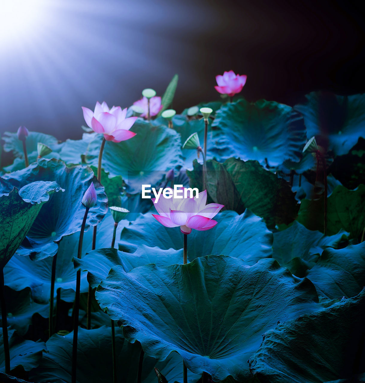 Pink water lilies blooming in lake