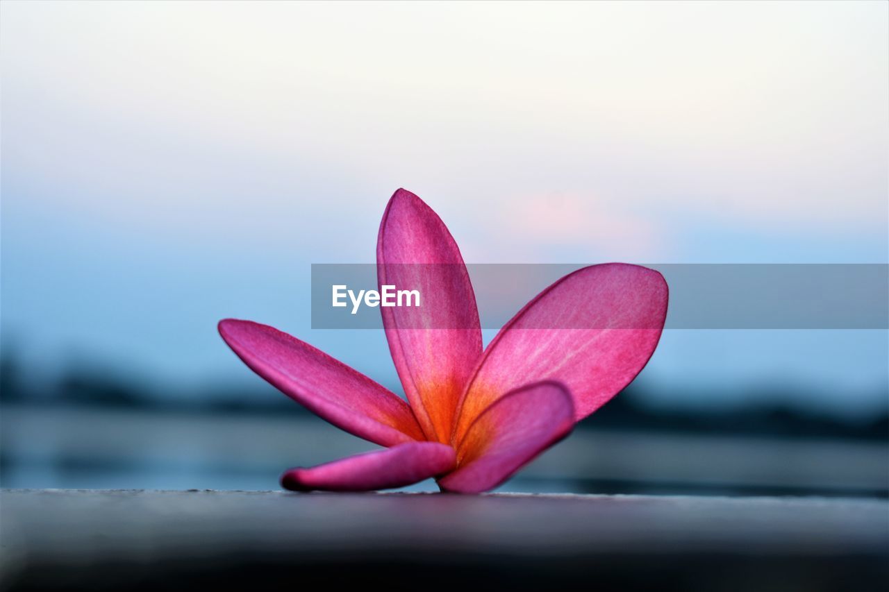 Close-up of pink flower growing on plant