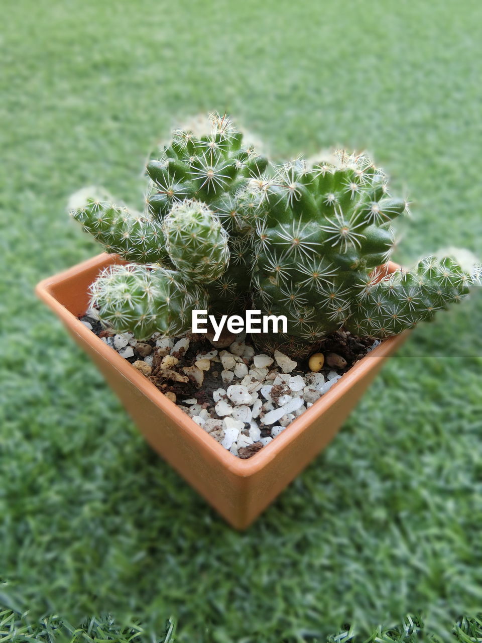 HIGH ANGLE VIEW OF SUCCULENT PLANT IN FIELD