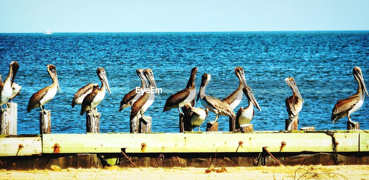 VIEW OF BIRDS ON SEA SHORE