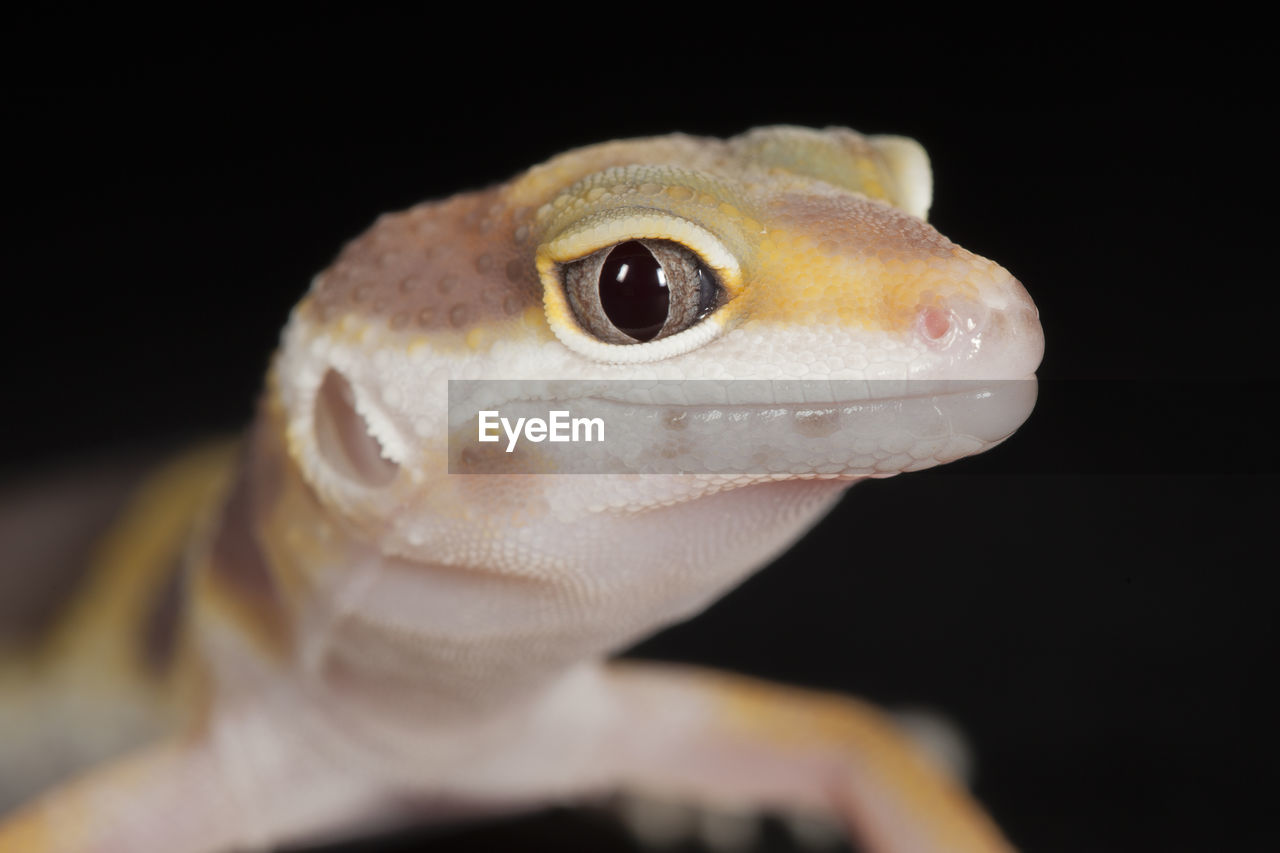 CLOSE-UP OF LIZARD