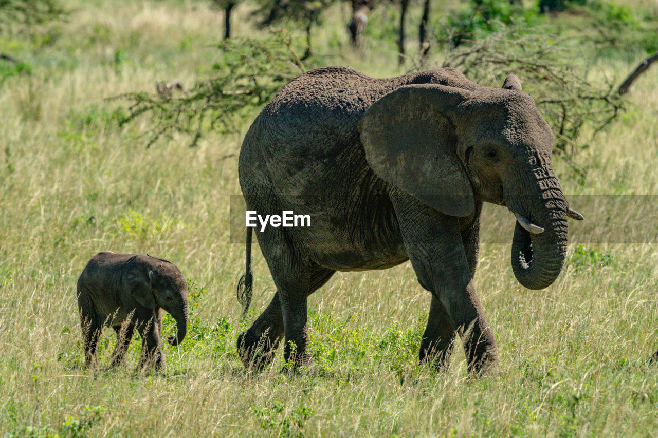 African elephant and calf walk across savannah