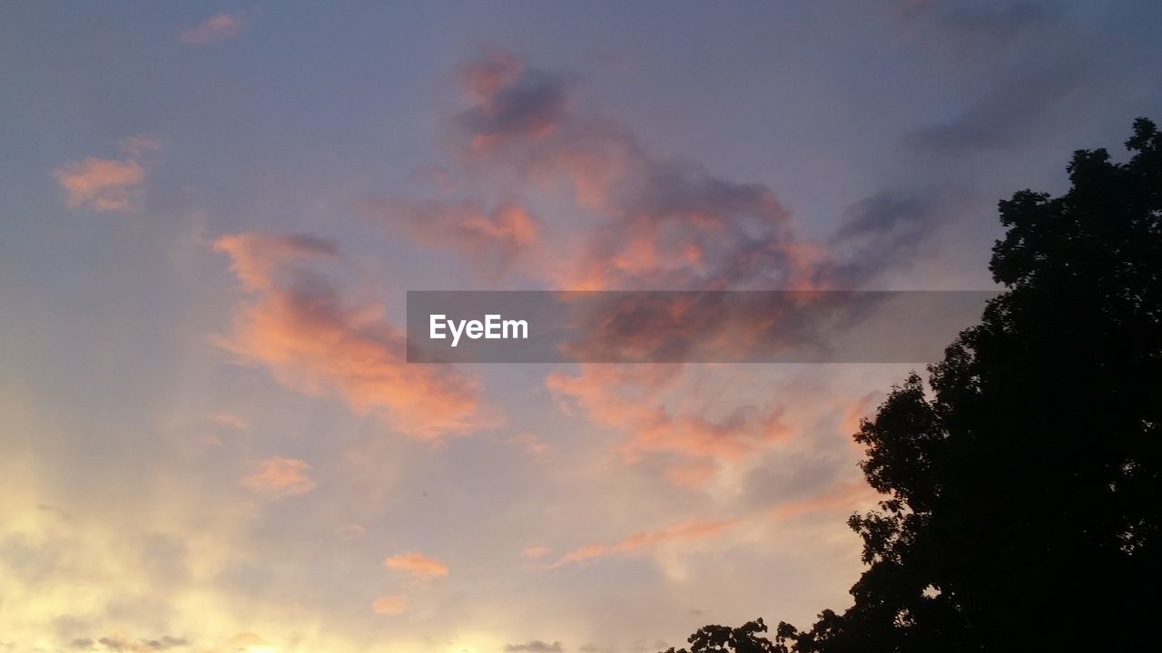 LOW ANGLE VIEW OF SILHOUETTE TREES AGAINST SKY