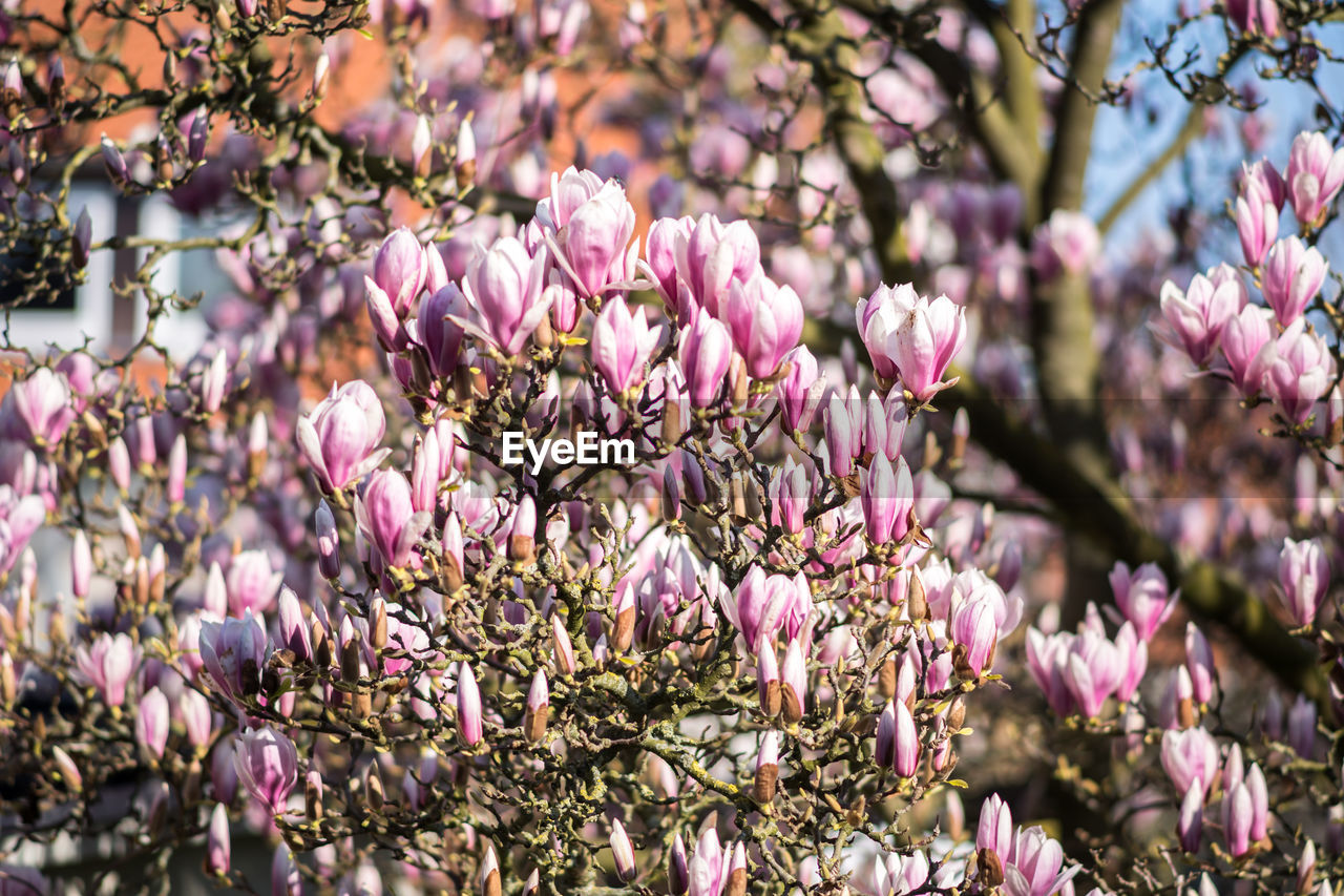 Close-up of pink flowering plant