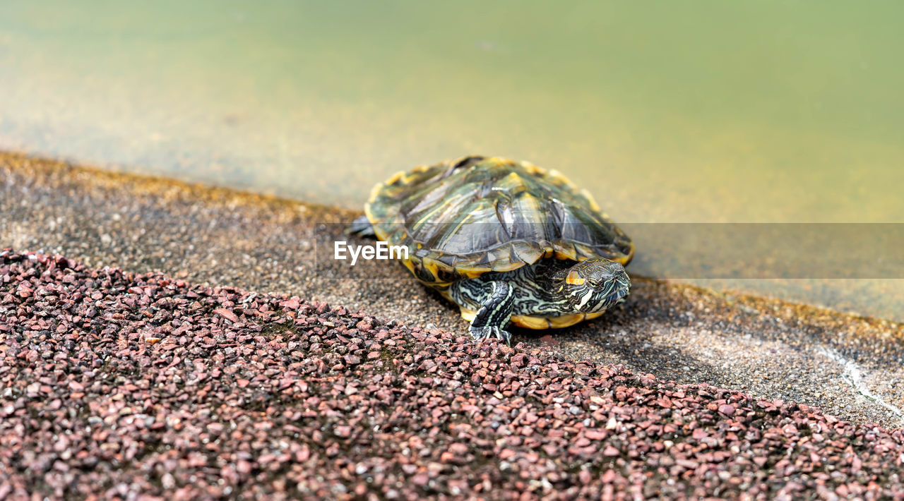 CLOSE-UP OF TURTLE ON SAND