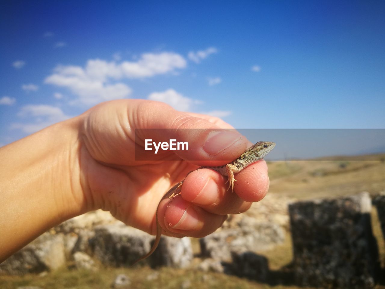 Close-up of person holding lizard against sky