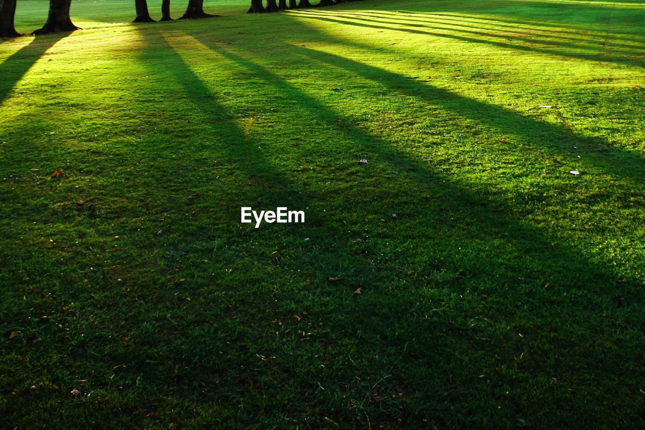 Empty road in grassy field