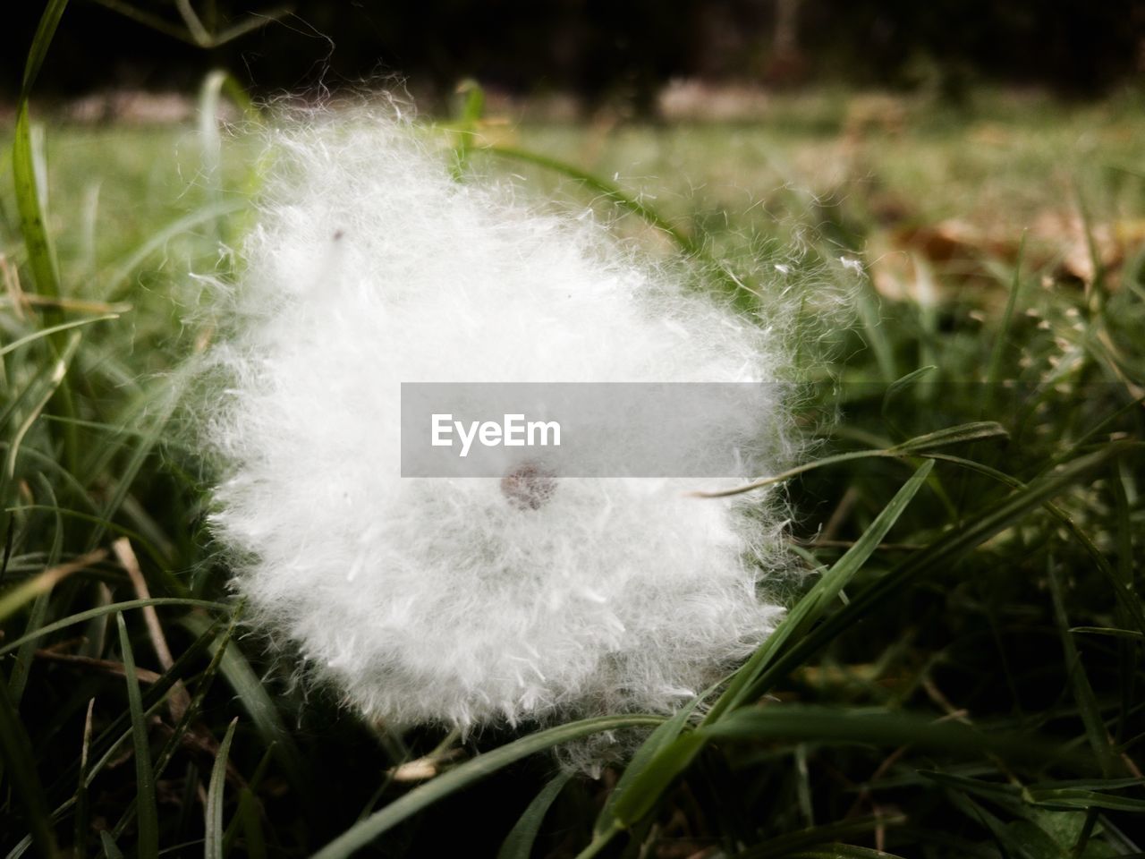 CLOSE-UP OF WHITE FEATHER ON FLOWER