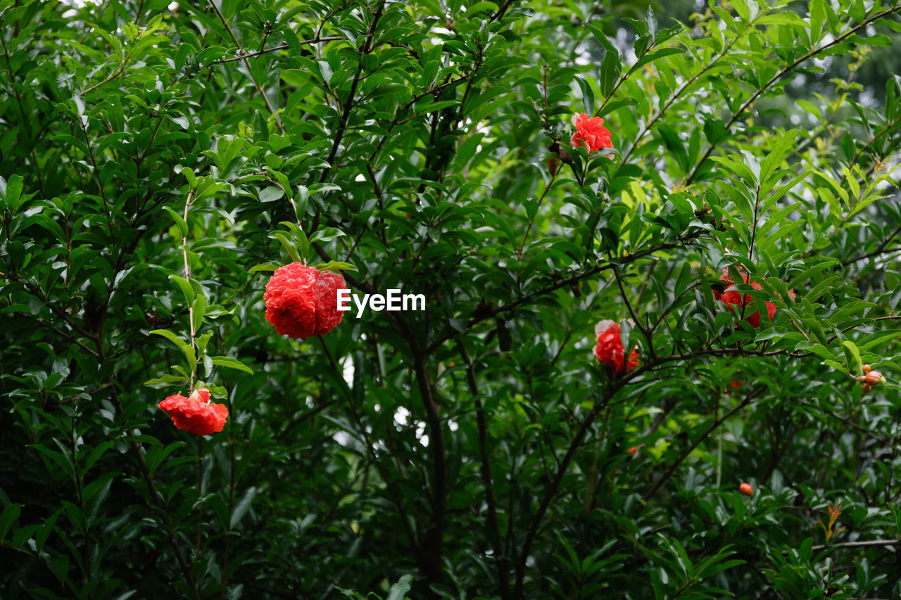 RED BERRIES GROWING ON TREE
