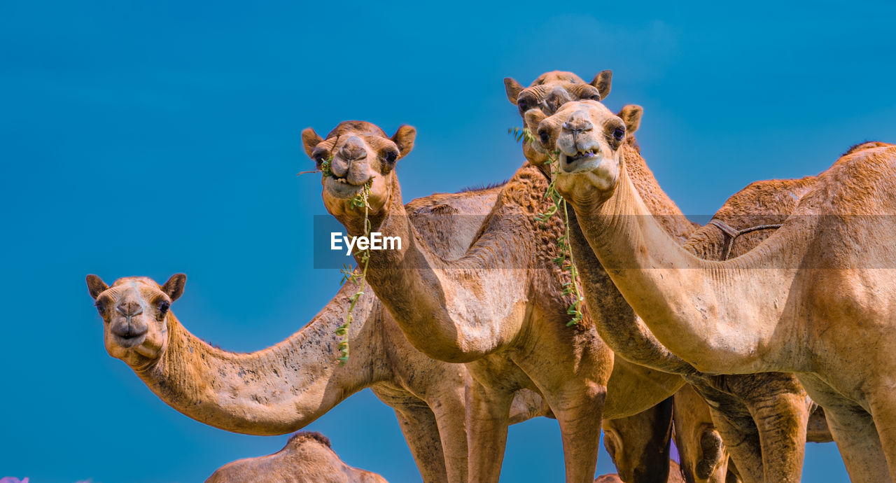 View of camel against blue sky