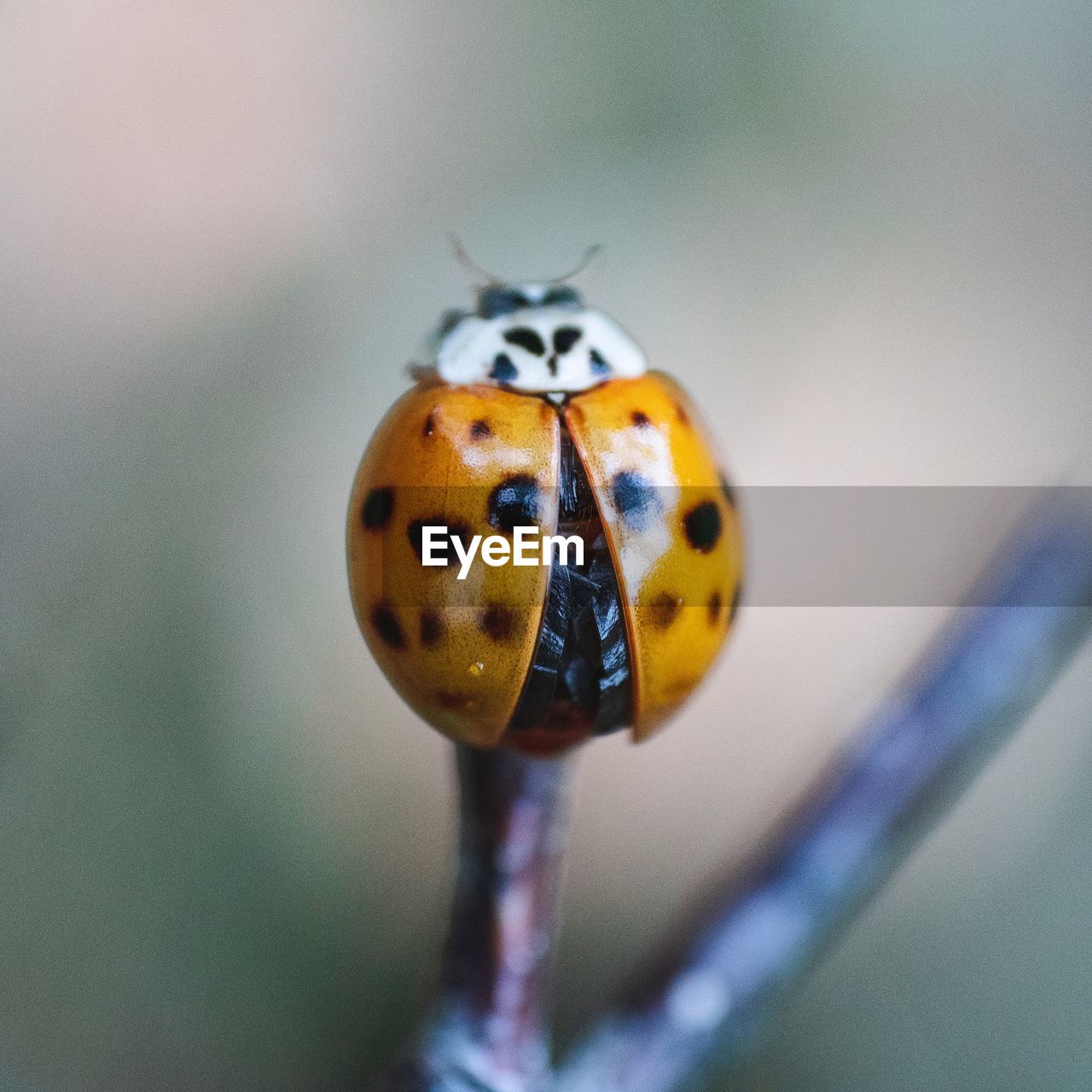 Close-up of ladybug on plant